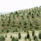 قیمت محصولات کشاورزی
