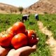 قیمت محصولات کشاورزی