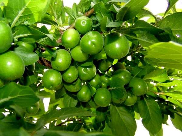 قیمت محصولات کشاورزی
