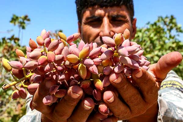 قیمت محصولات کشاورزی