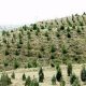 قیمت محصولات کشاورزی