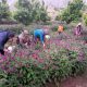 قیمت محصولات کشاورزی