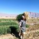 قیمت محصولات کشاورزی