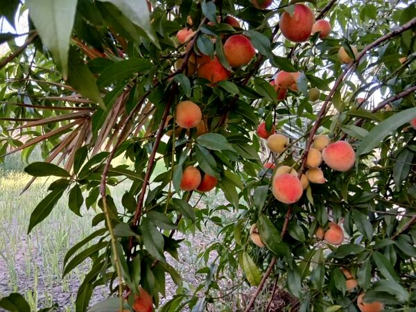 قیمت محصولات کشاورزی