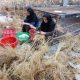 قیمت محصولات کشاورزی