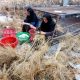 قیمت محصولات کشاورزی