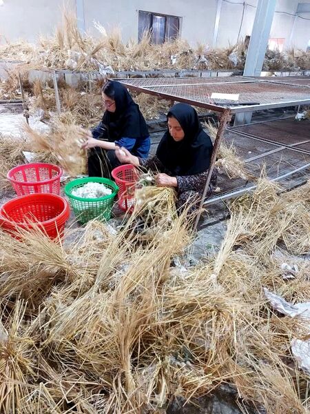 قیمت محصولات کشاورزی