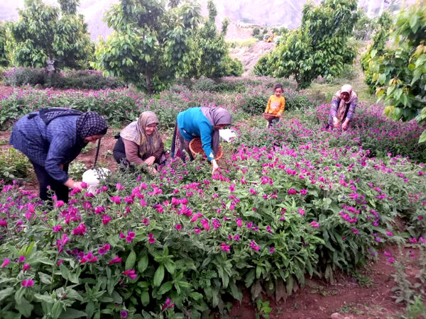 قیمت محصولات کشاورزی