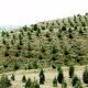 قیمت محصولات کشاورزی