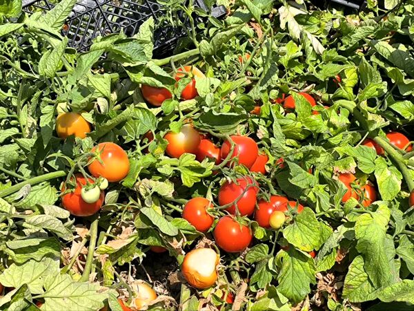 قیمت محصولات کشاورزی