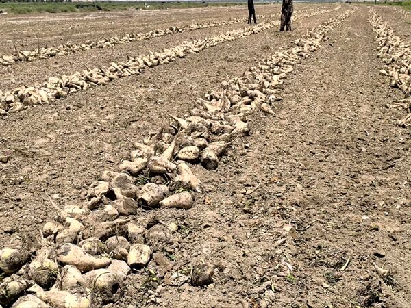 قیمت محصولات کشاورزی