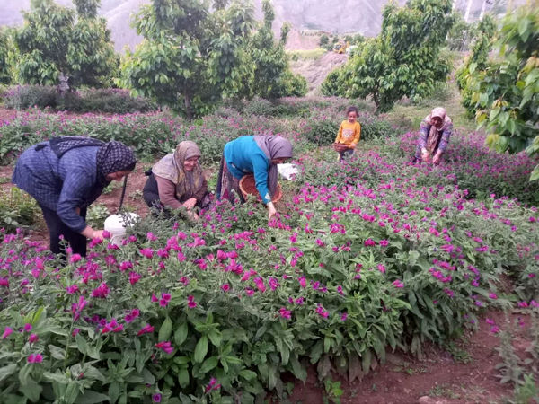 قیمت محصولات کشاورزی