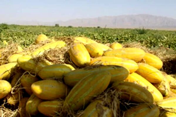 قیمت محصولات کشاورزی
