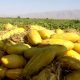 قیمت محصولات کشاورزی