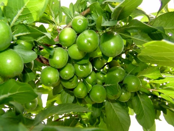 قیمت محصولات کشاورزی
