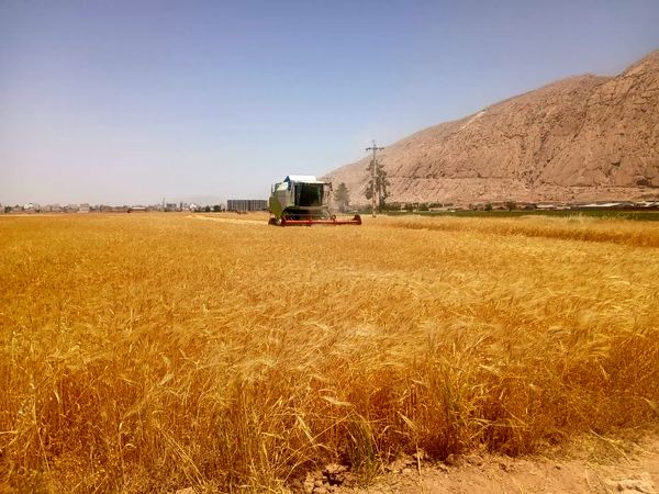 قیمت محصولات کشاورزی
