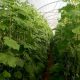 قیمت محصولات کشاورزی