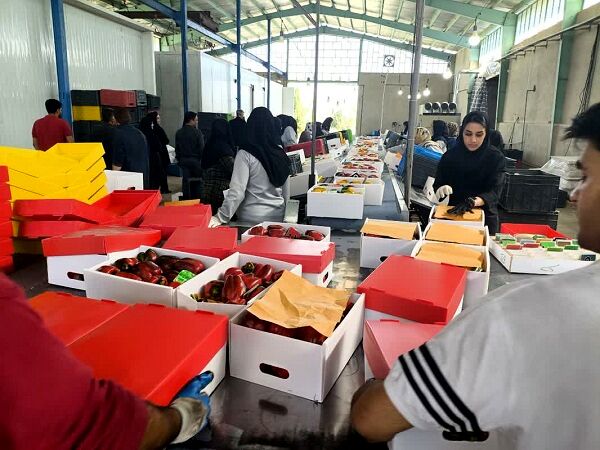 قیمت محصولات کشاورزی