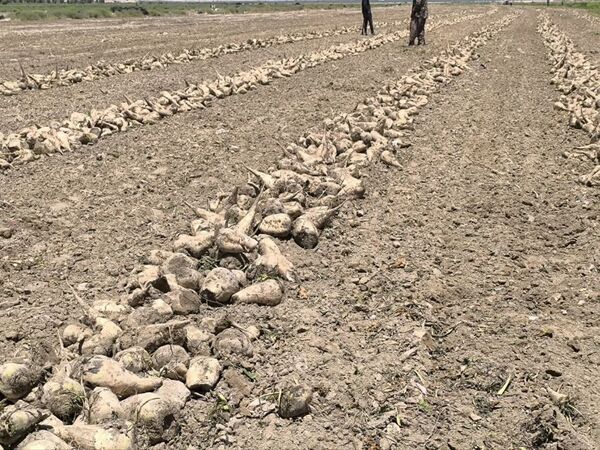 قیمت محصولات کشاورزی