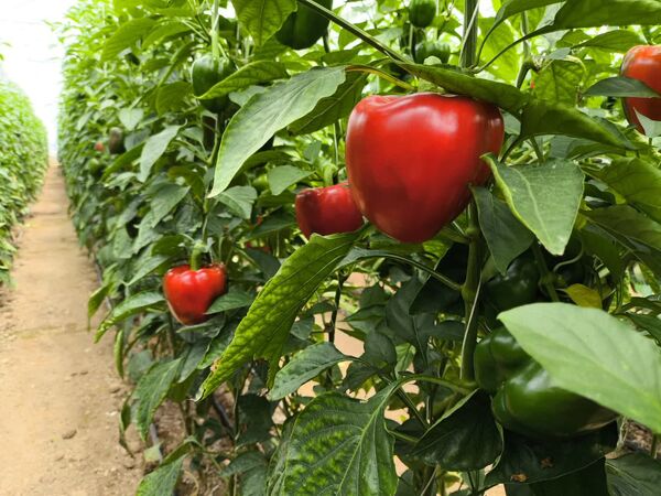 قیمت محصولات کشاورزی