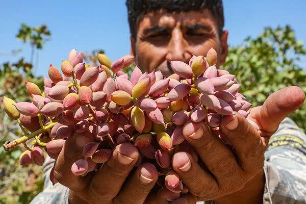 قیمت محصولات کشاورزی