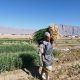 قیمت محصولات کشاورزی