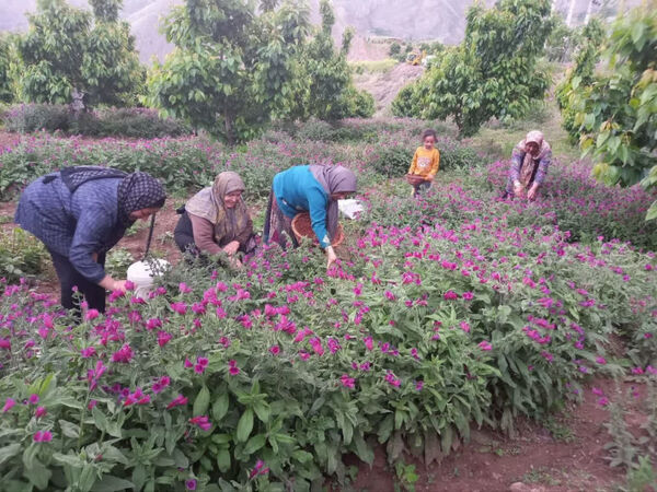 قیمت محصولات کشاورزی