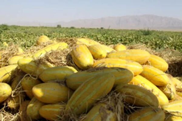 قیمت محصولات کشاورزی