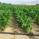 قیمت محصولات کشاورزی