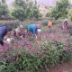 قیمت محصولات کشاورزی