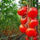 قیمت محصولات کشاورزی