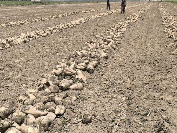 قیمت محصولات کشاورزی