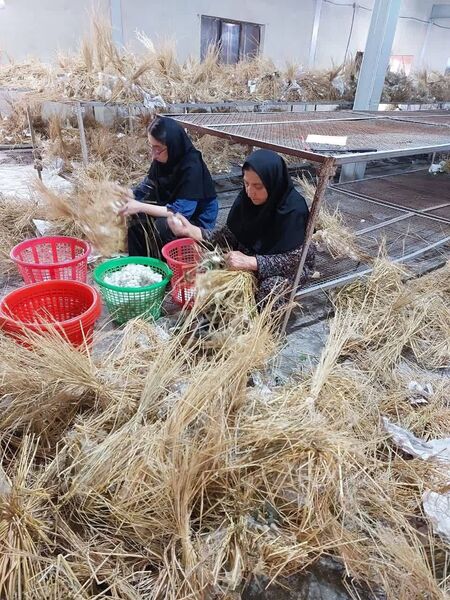 قیمت محصولات کشاورزی