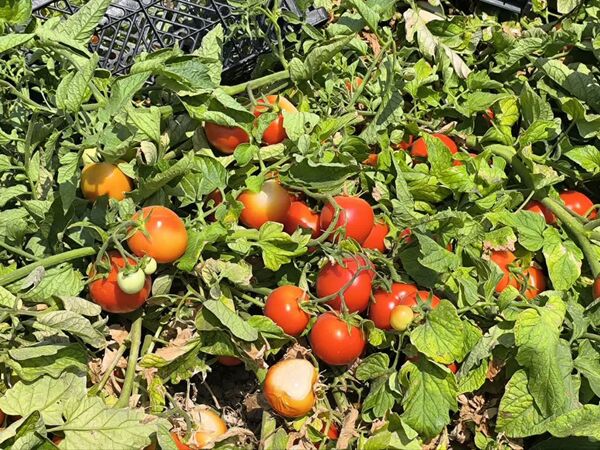 قیمت محصولات کشاورزی