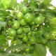 قیمت محصولات کشاورزی