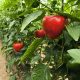 قیمت محصولات کشاورزی