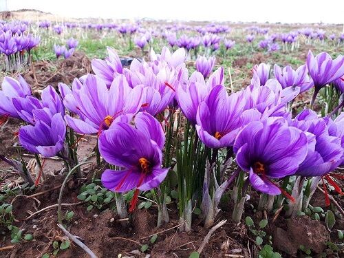 قیمت محصولات کشاورزی