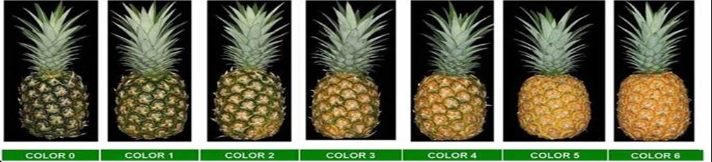 color of pineapples