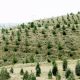 قیمت محصولات کشاورزی