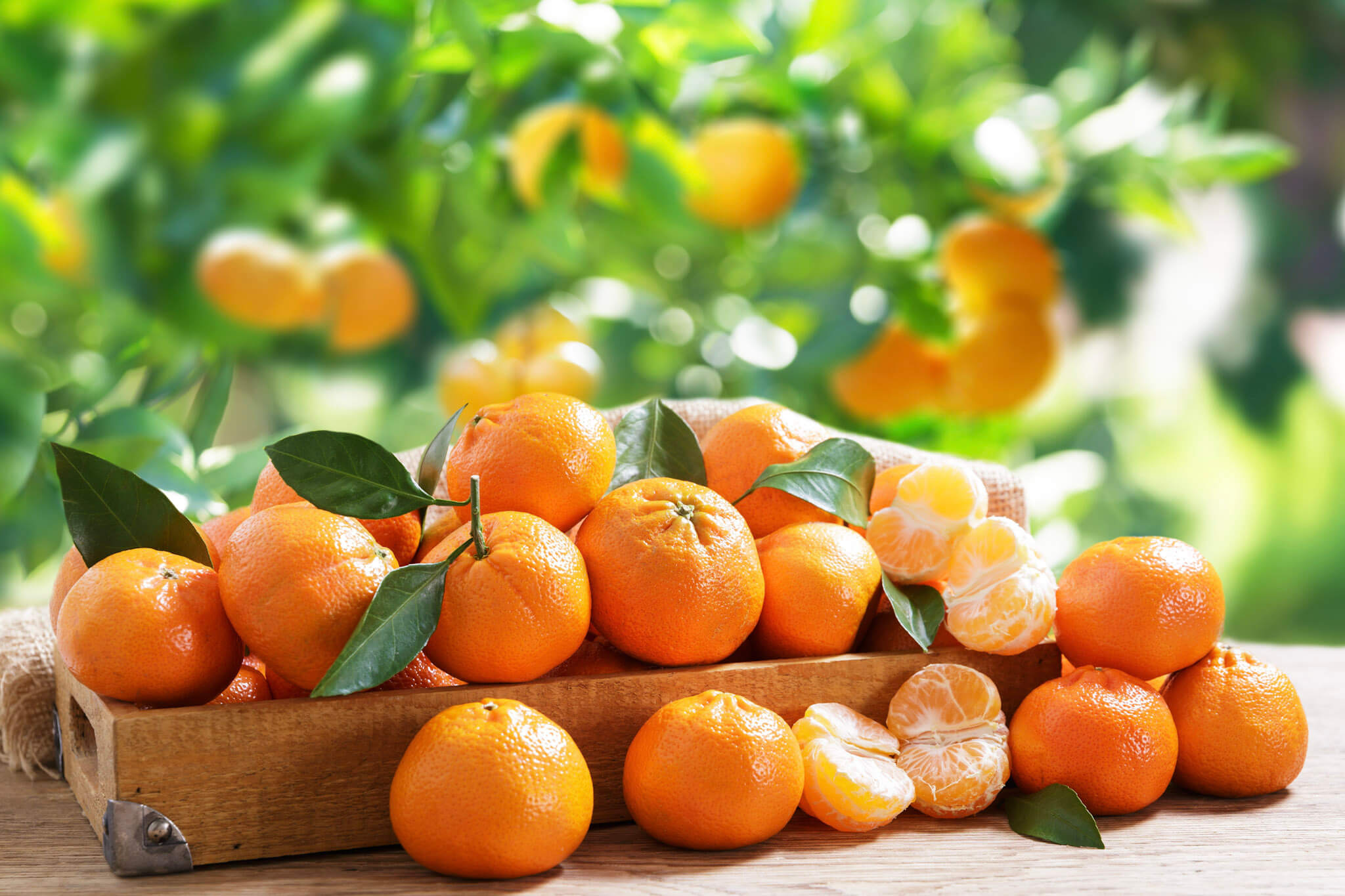 نمونه نارنگی دست‌چین شده درجه یک با پوست سالم و یکنواخت جهت درجه‌بندی و صادرات مرکبات ایران